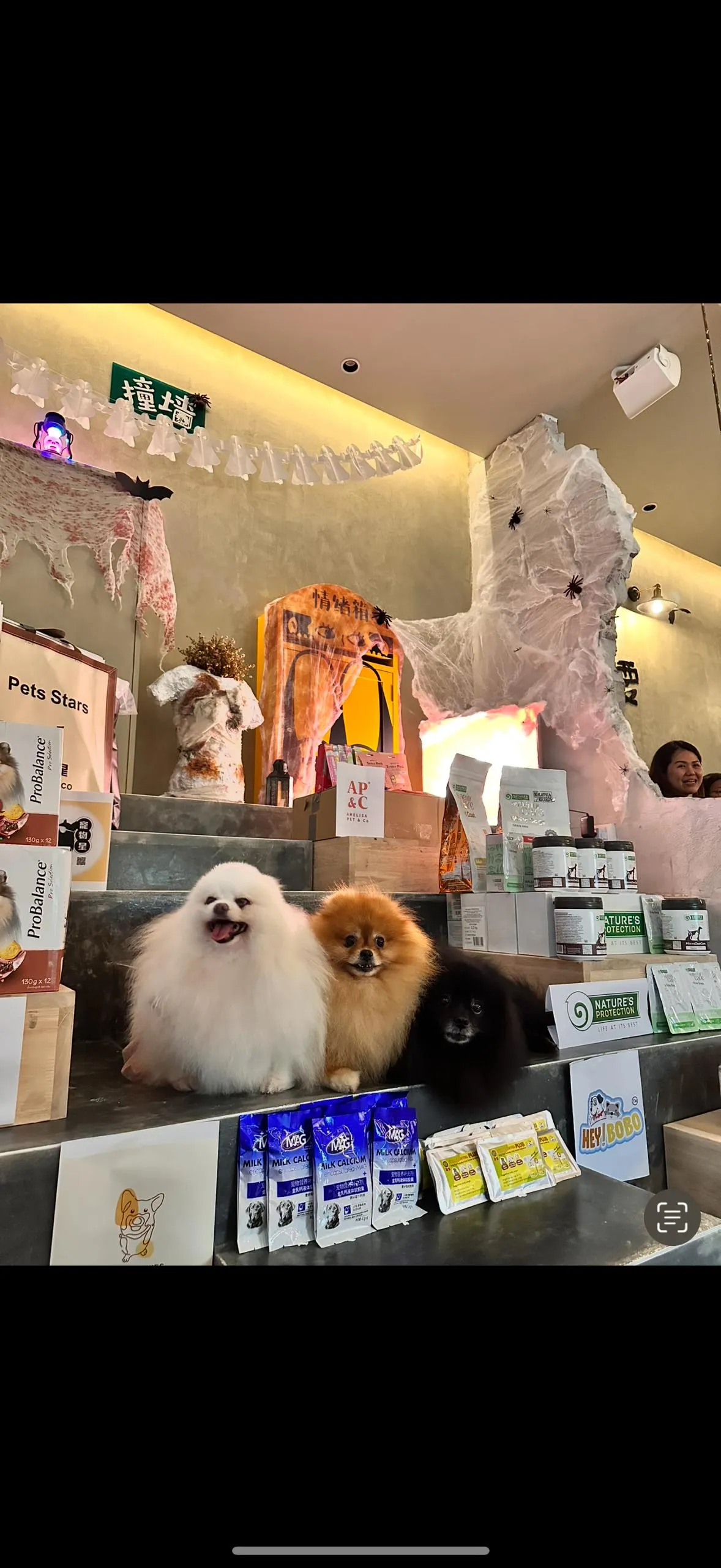 Malaysia Corgi Event at Byond Walls | 撞墙柯基活动