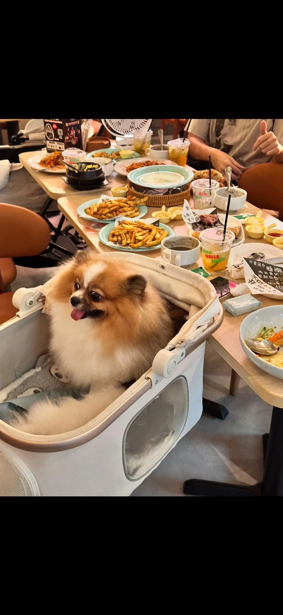 Dogs at Byond Walls pet friendly event KL